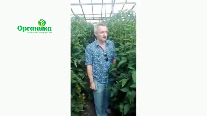 Обработка теплицы с помидорами. Сравнение